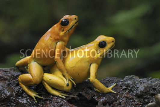Do frogs reproduce sexually or asexually? - wehelpcheapessaydownload